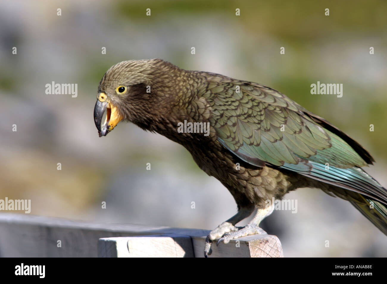 Kea the inquisitive parrot like bird in New Zealand Stock Photo