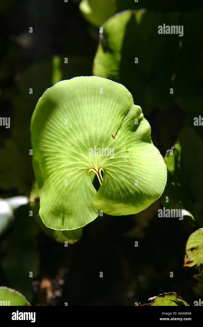 Kidney fern Trichomanes reniforme New Zealand Stock Photo