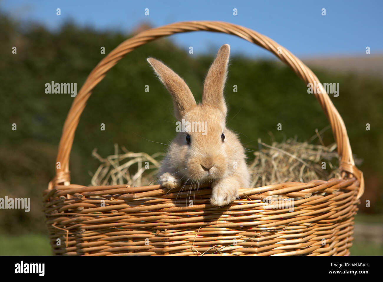 Cute Easter bunny escaping from a wicker basket Stock Photo
