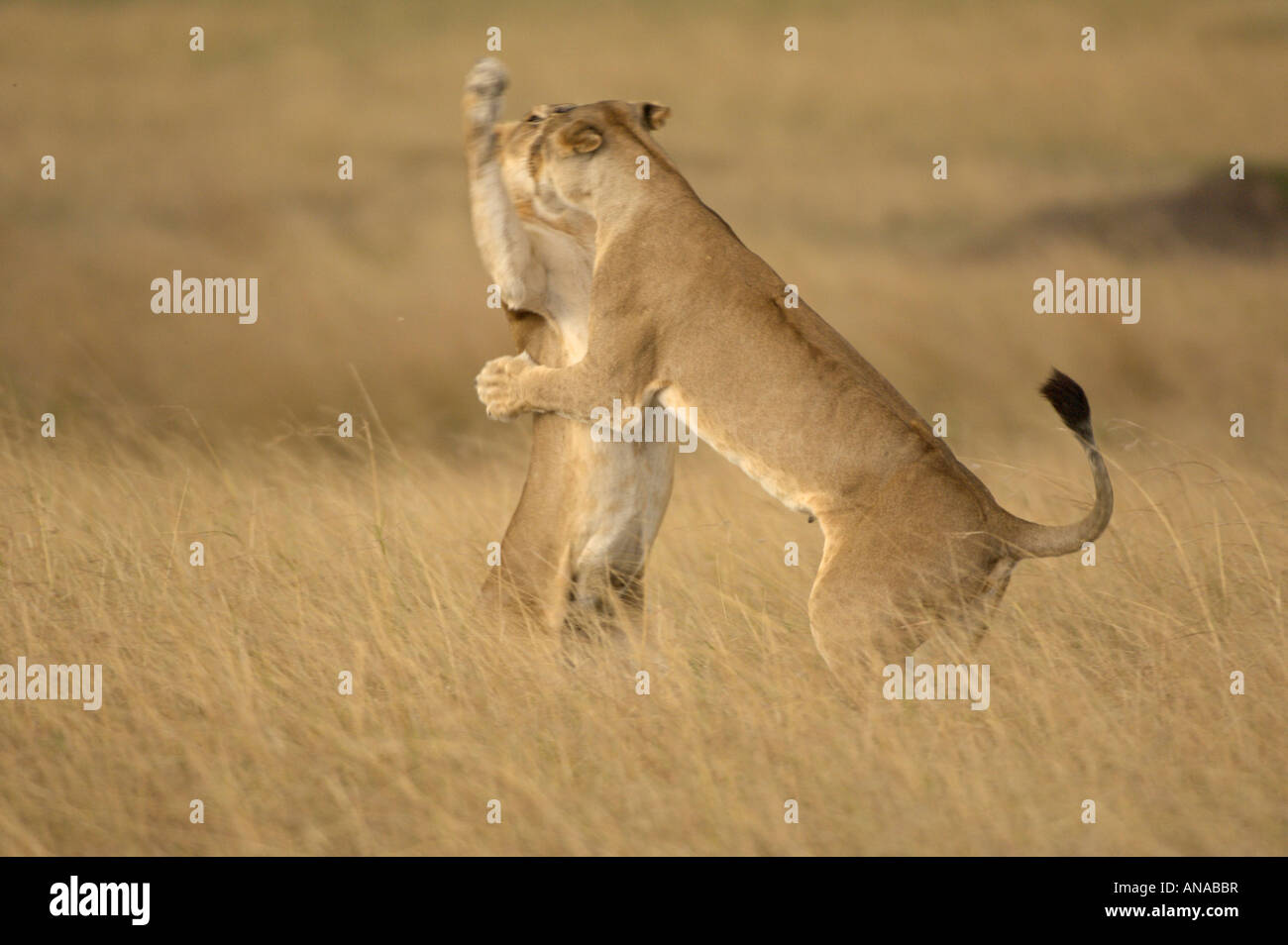 Lion cubs at play (Panthera leo) Stock Photo