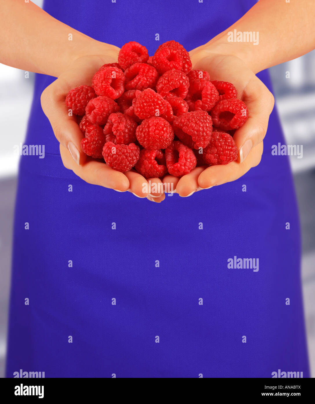 Female hands picking juicy raspberries hi-res stock photography and ...