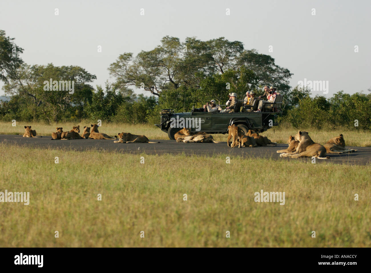 Tourists on a game drive viewing a pride of lions lying around the vehicle in the road Stock Photo