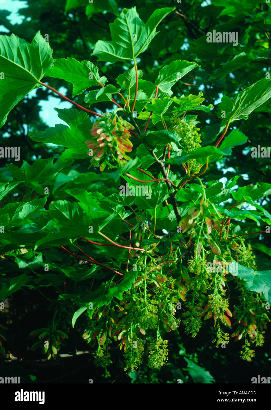 Sycamore foliage in Spring Stock Photo
