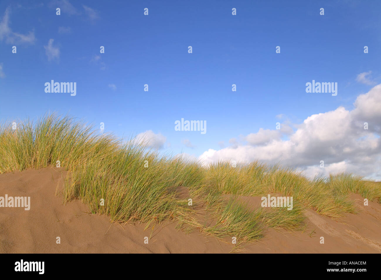 Sand dunes with wild seagrass against a blue cloudy sky Stock Photo