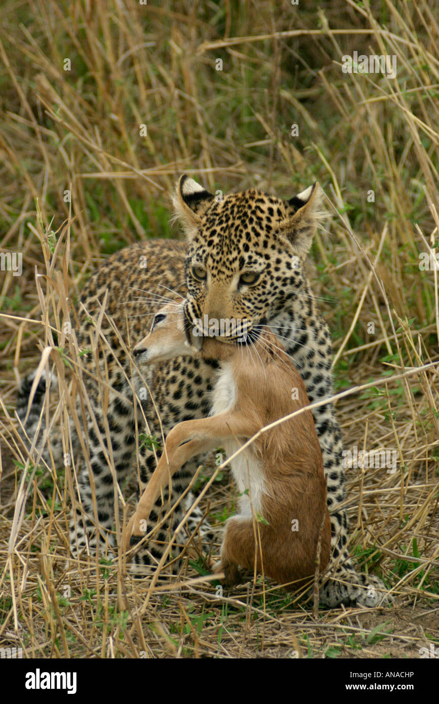 Young leopard with a stranglehold on a steenbok while being taught to kill by its mother. Stock Photo