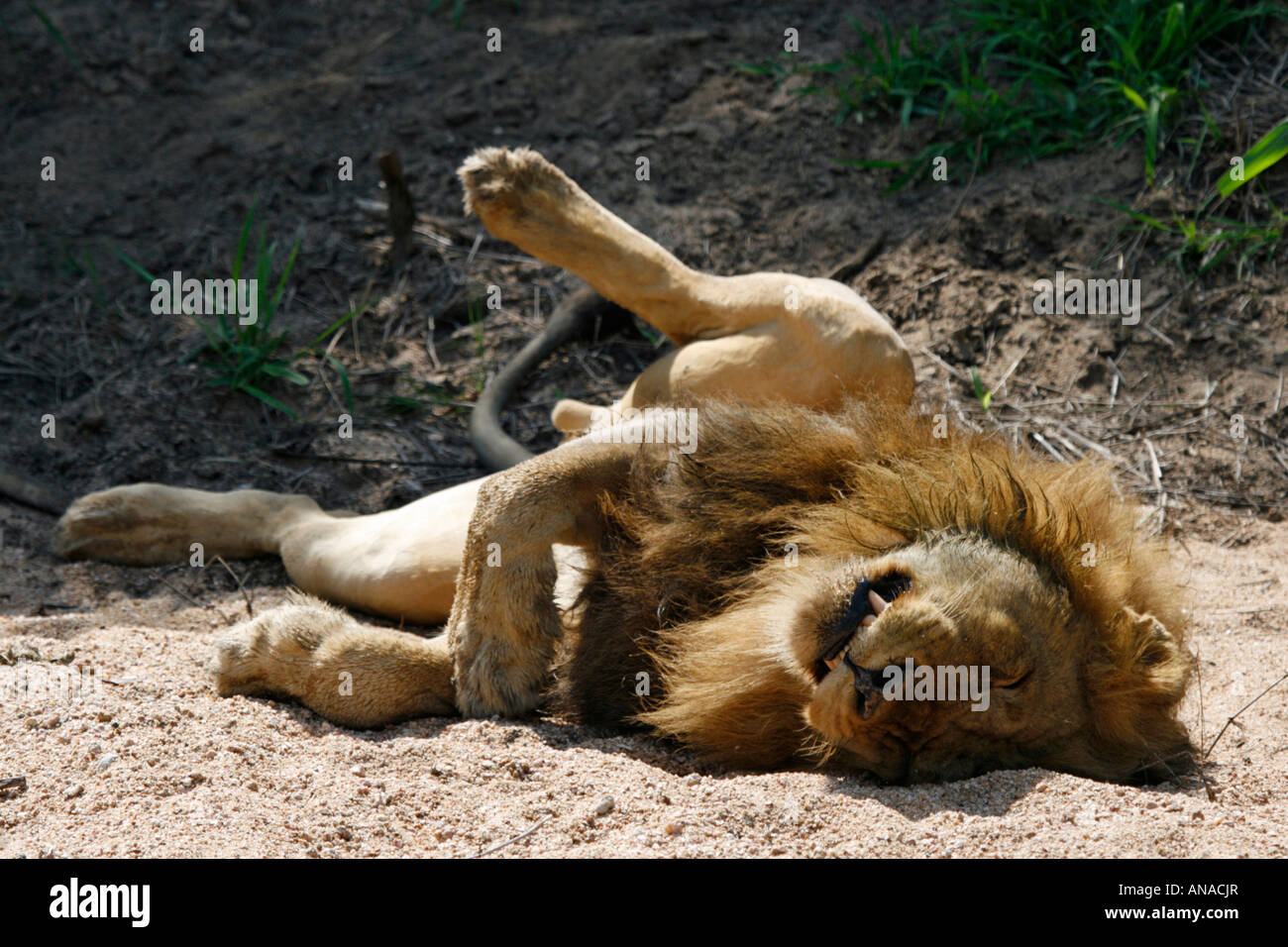 Male Lion resting on his back with legs up in the air Stock Photo