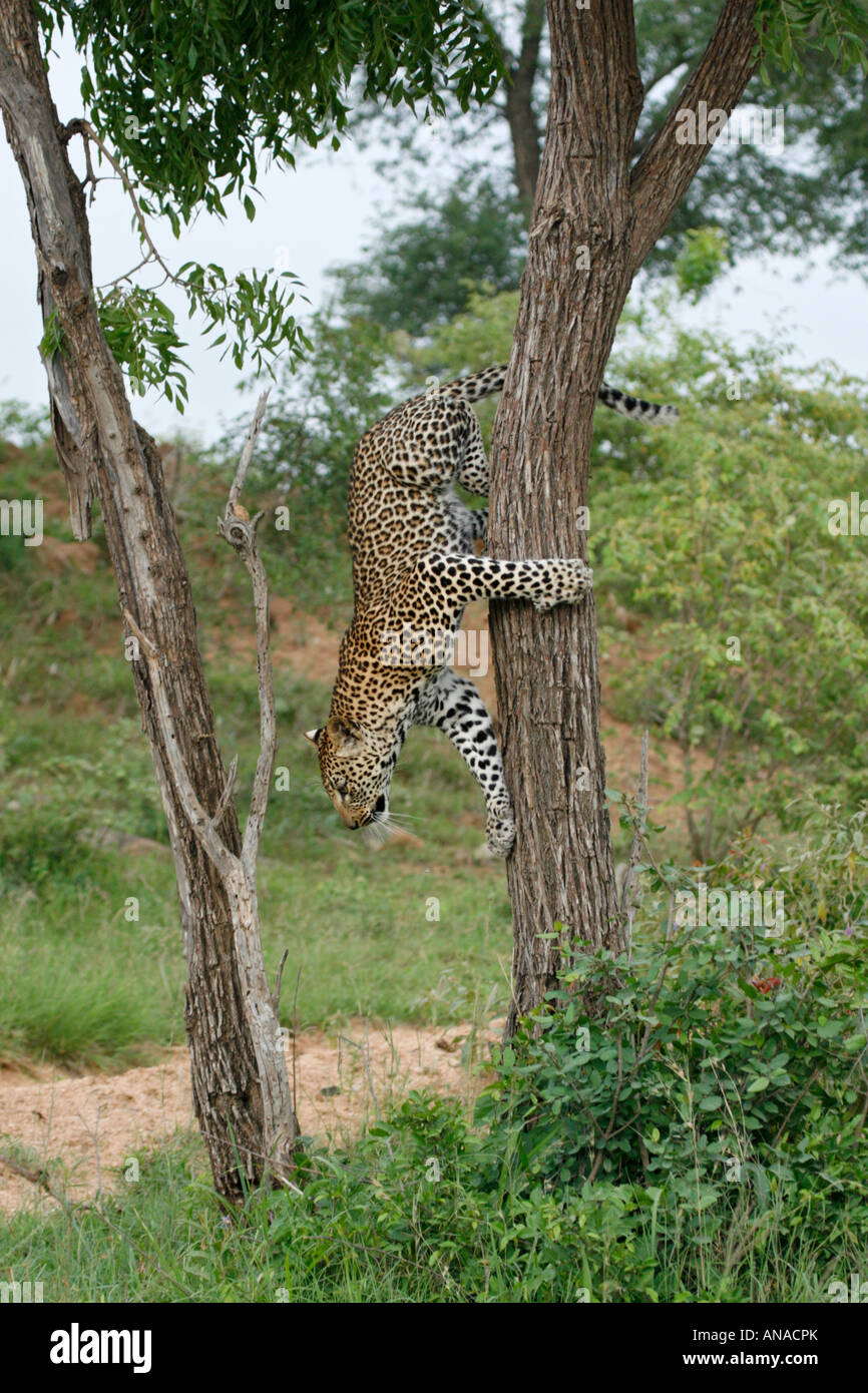 Leopard climbing down a tree head first Stock Photo
