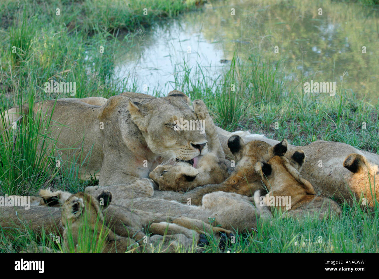 Lion pride resting in the shade with several cubs Stock Photo