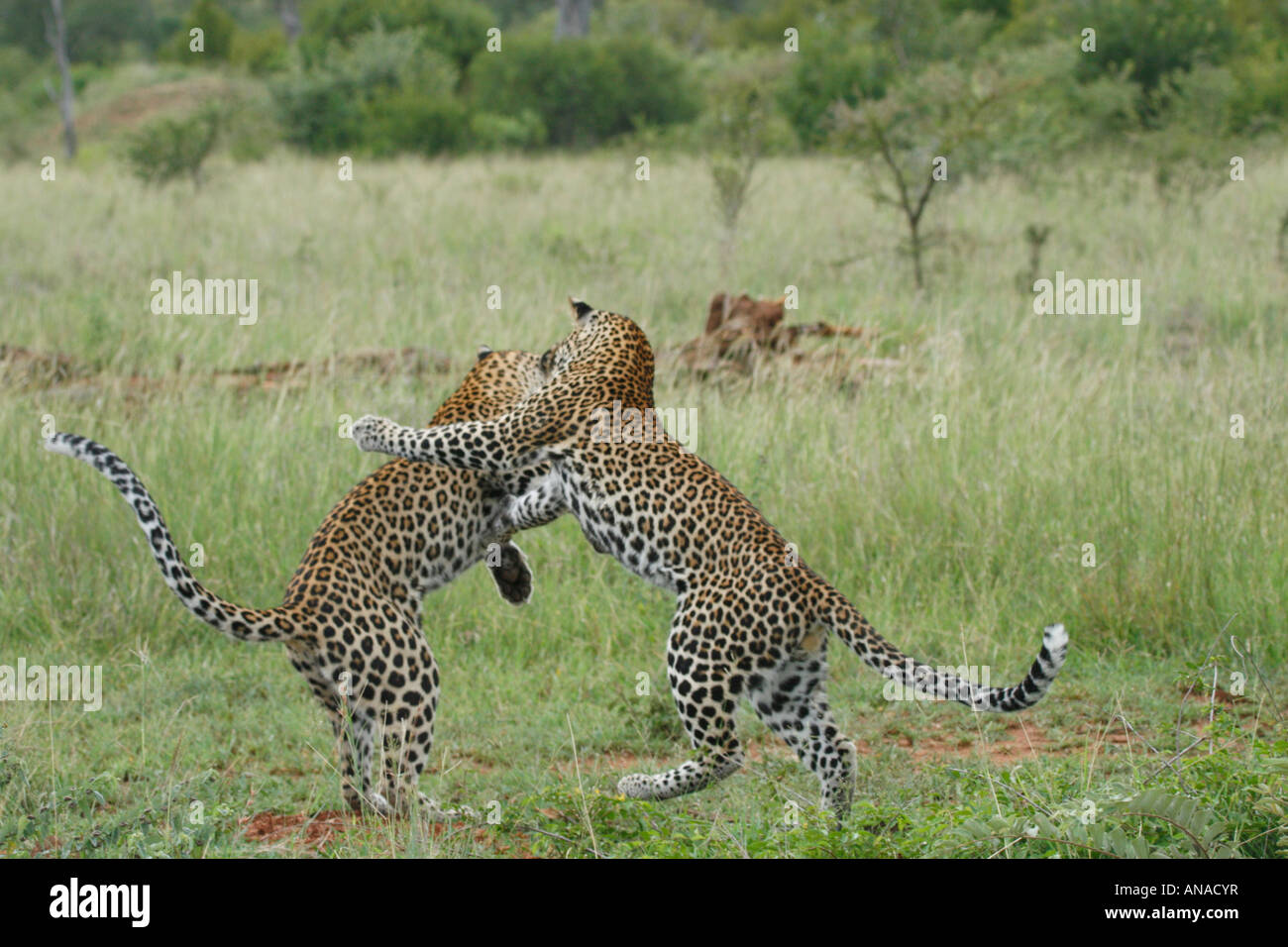 Leopard youngsters play fighting Stock Photo