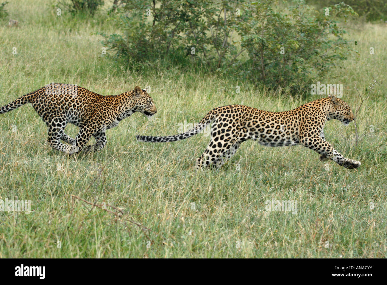 Leopard youngsters at play with one chasing the other Stock Photo