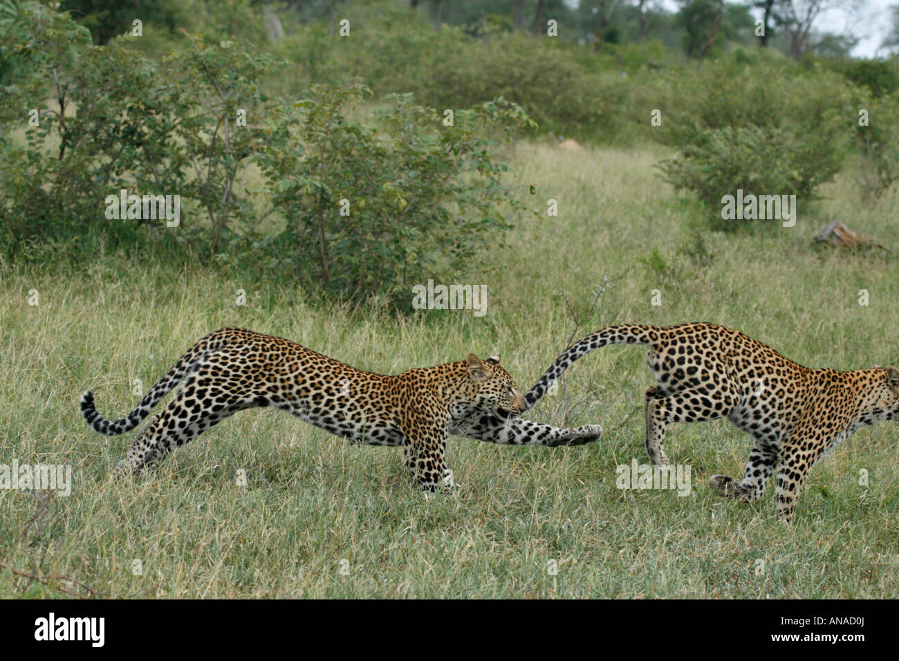 Leopard youngsters at play with one chasing the other Stock Photo