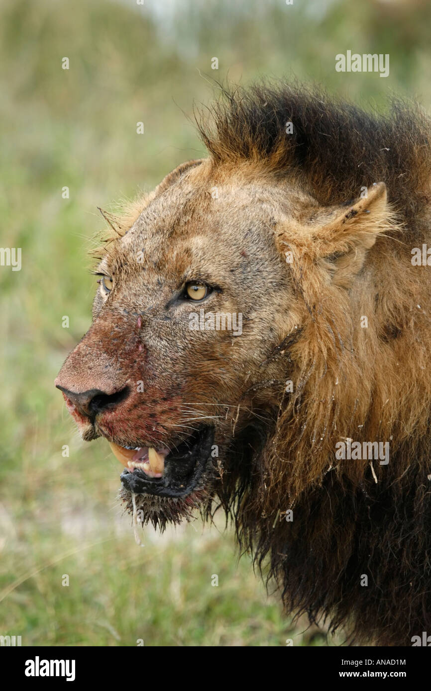 side-view-portrait-of-male-lion-with-patchy-black-mane-and-bloodied-ANAD1M.jpg