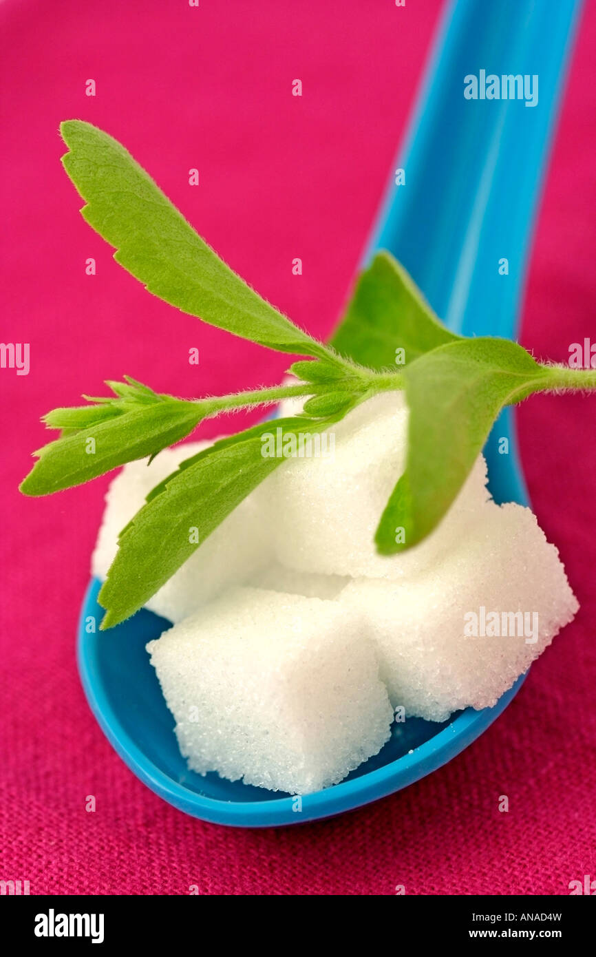 Sweet herb Stevia rebaudiana Stock Photo Alamy