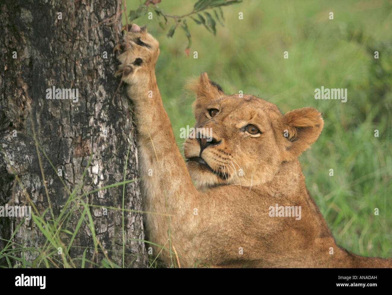 Lion sharpening its claws on the bark of a tree Stock Photo Alamy