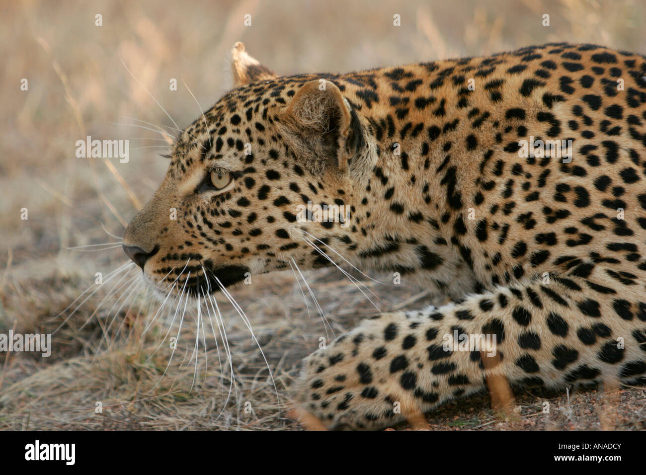 Leopard stalking its prey Stock Photo - Alamy