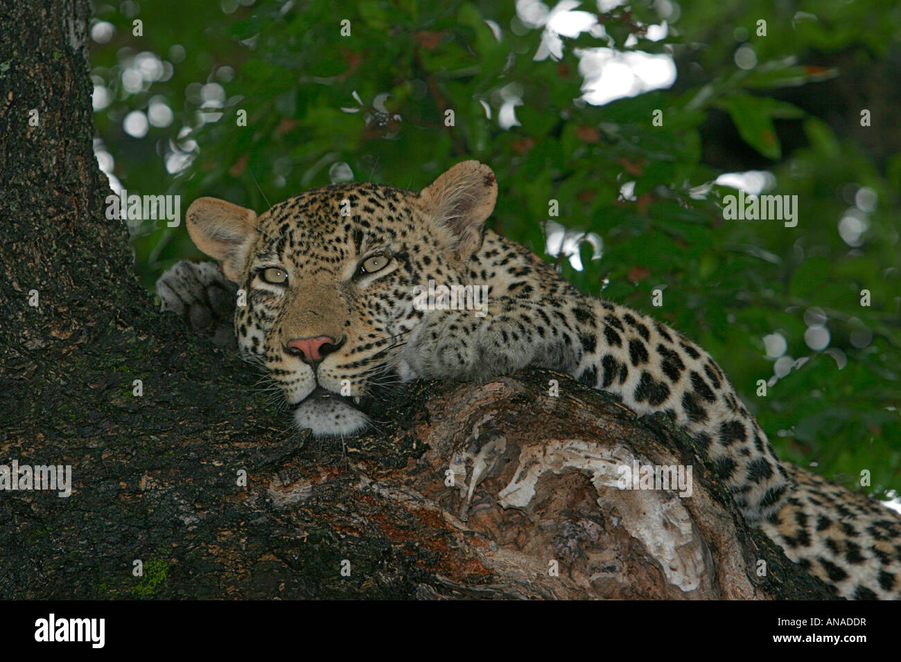 Leopard resting in a shady tree looking out Stock Photo - Alamy