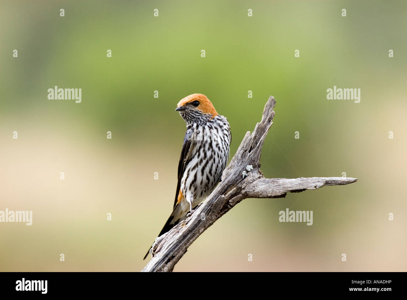 Lesser striped swallow (hirundo abyssinica) perched on branch Stock Photo
