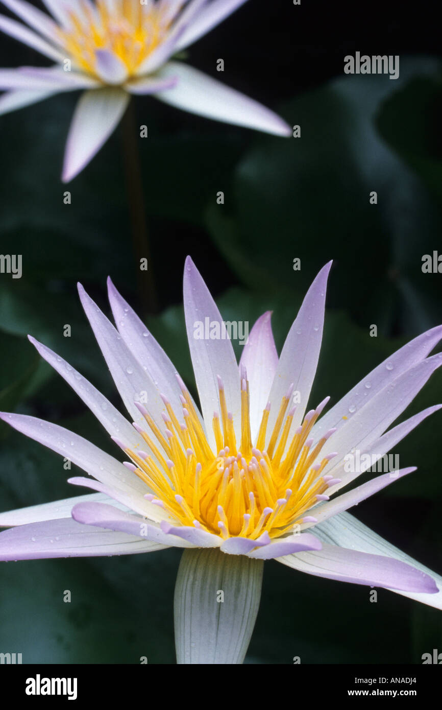 Water lily (Nymphaea x daubenyana) Stock Photo