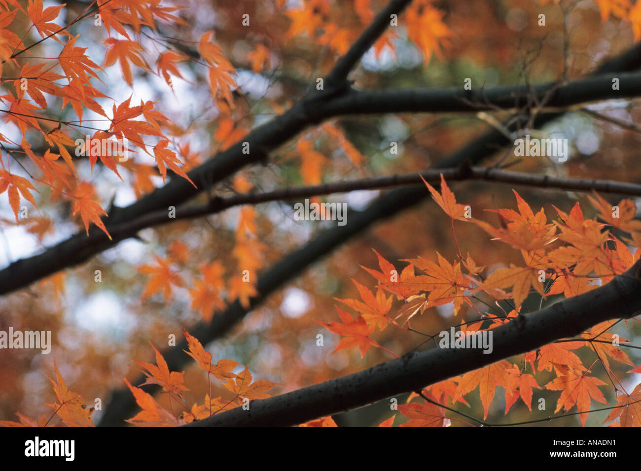 Japanese maple foliage hi-res stock photography and images - Alamy