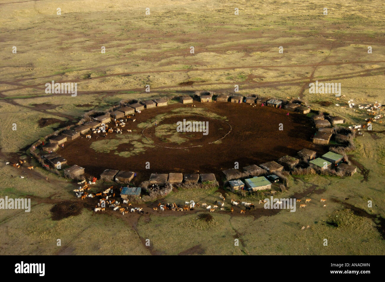 Aerial view of a traditional Maasai manyatta with cattle moving out to grazing pastures Stock Photo