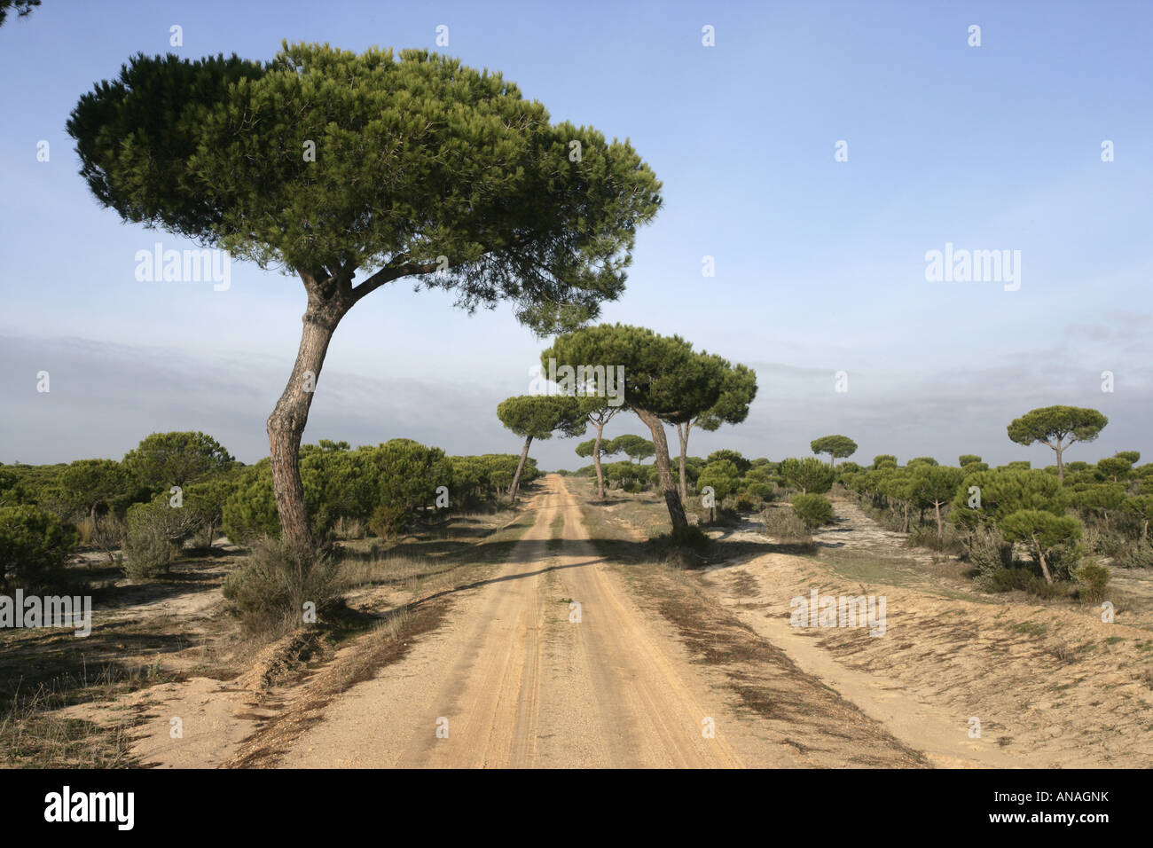 Coto Donona National Park West Andalucia Spain Stone Pine Pinus pinea forest in Western part of park Stock Photo