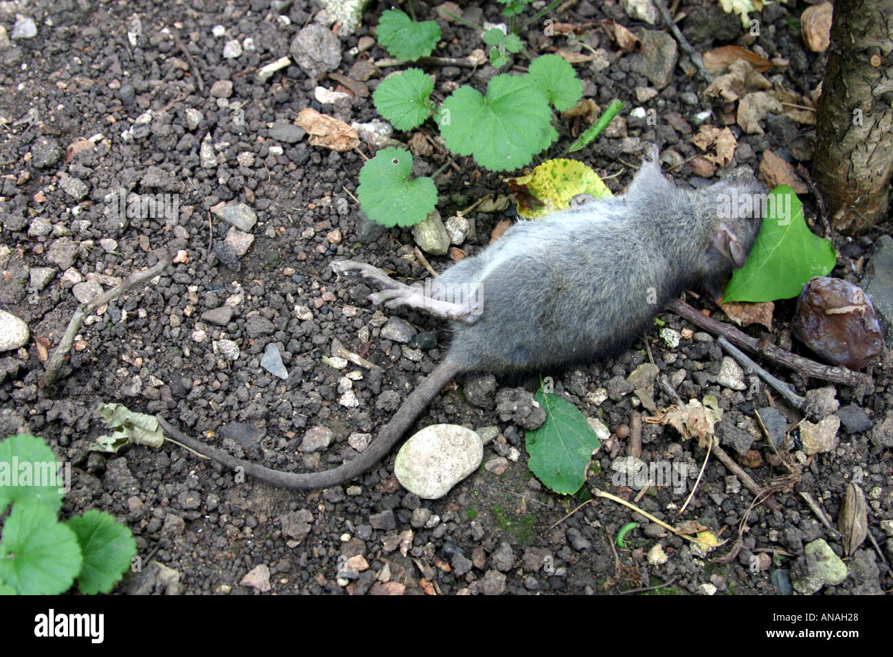 dead rat lying on ground in a garden worcestershire UK Stock Photo Alamy