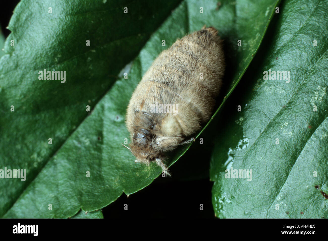 vapourer moth, common vapourer, rusty tussock moth (Orgyia antiqua, Orgyia recens), female Stock Photo