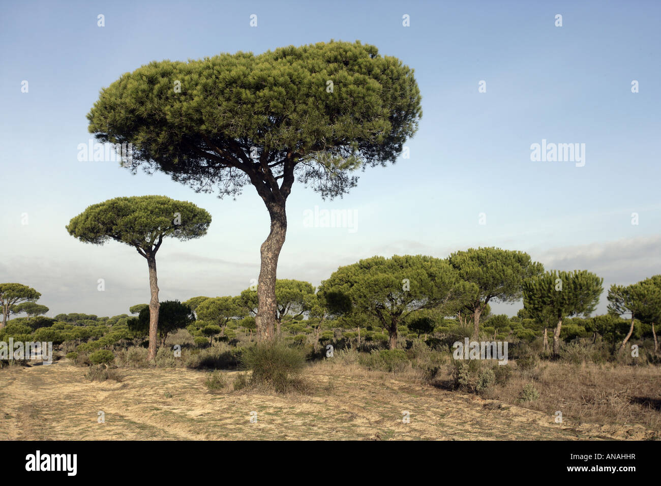 Coto Donona National Park West Andalucia Spain Stone Pine Pinus pinea forest in Western part of park Stock Photo