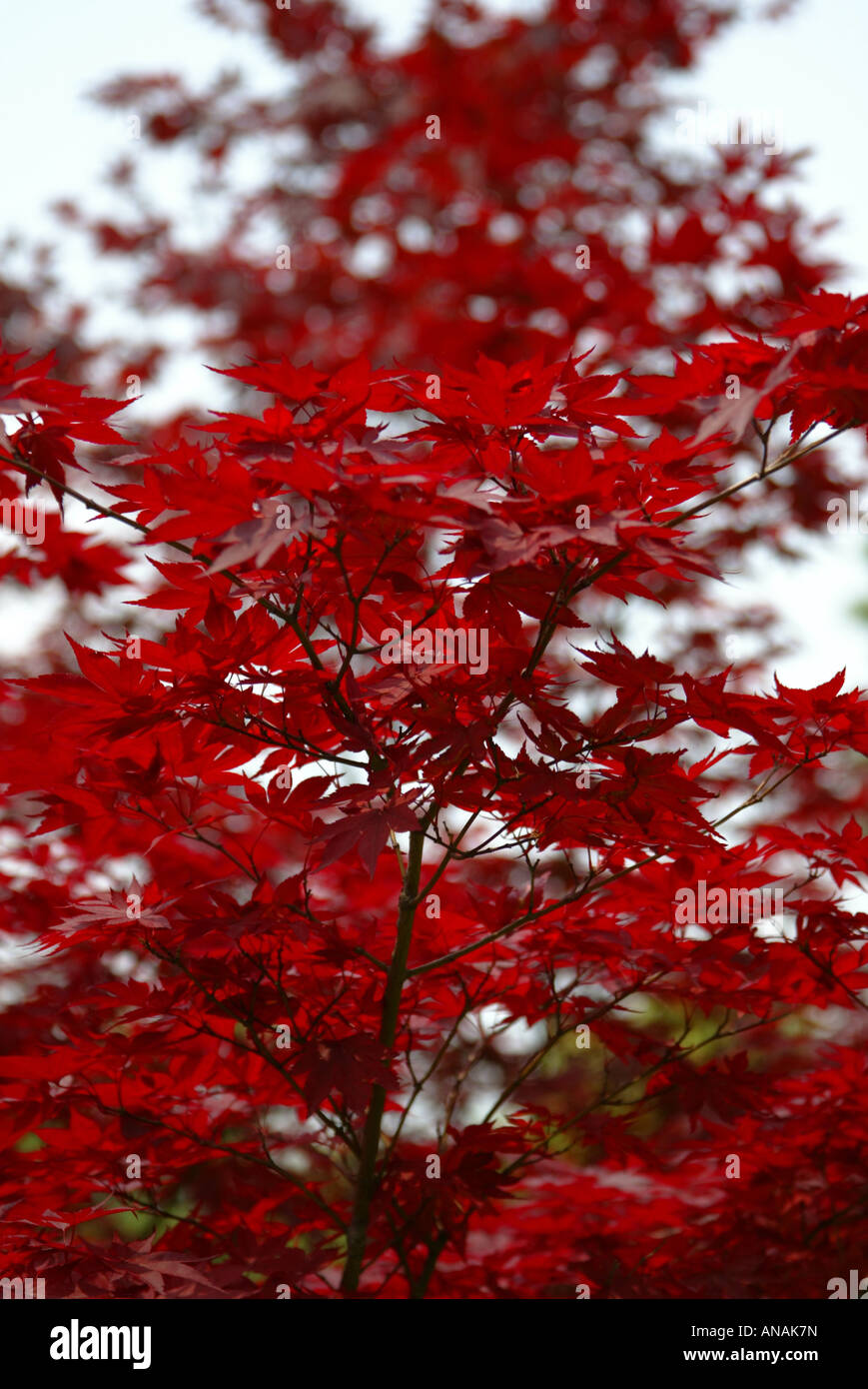 Japanese maples sun hi-res stock photography and images - Alamy