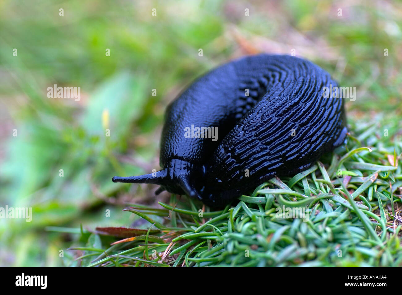 A black form of the slug arion ater on the leaves of spring squill on the coast of Cornwall UK Stock Photo