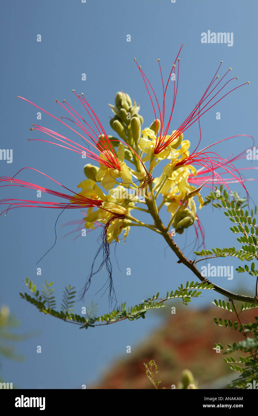 bird-of-paradise shrub (Caesalpinia gilliesii), blooming, USA, Utah Stock Photo