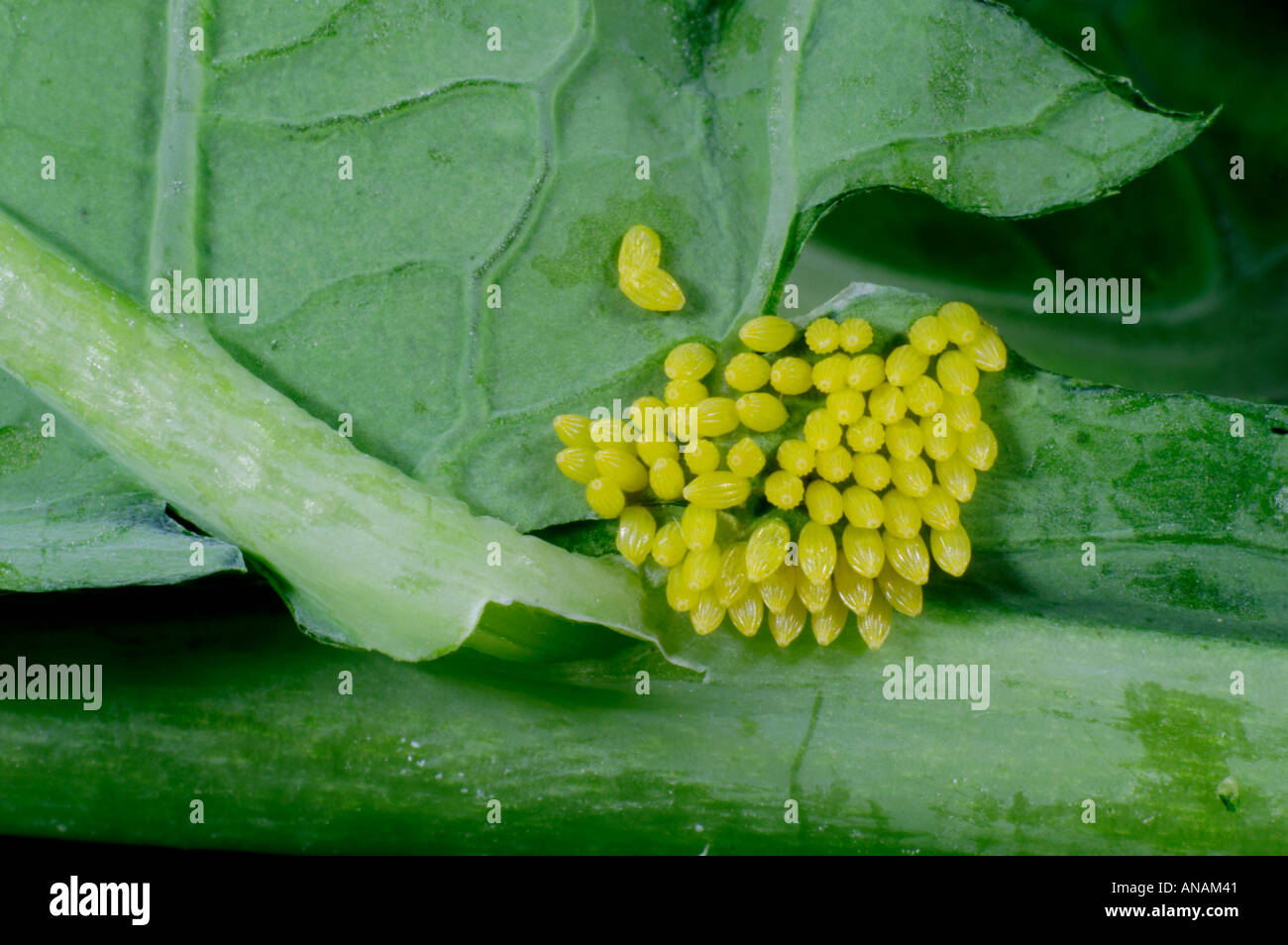 Large White Butterfly eggs Pieris brassicae photographed on a cabbage