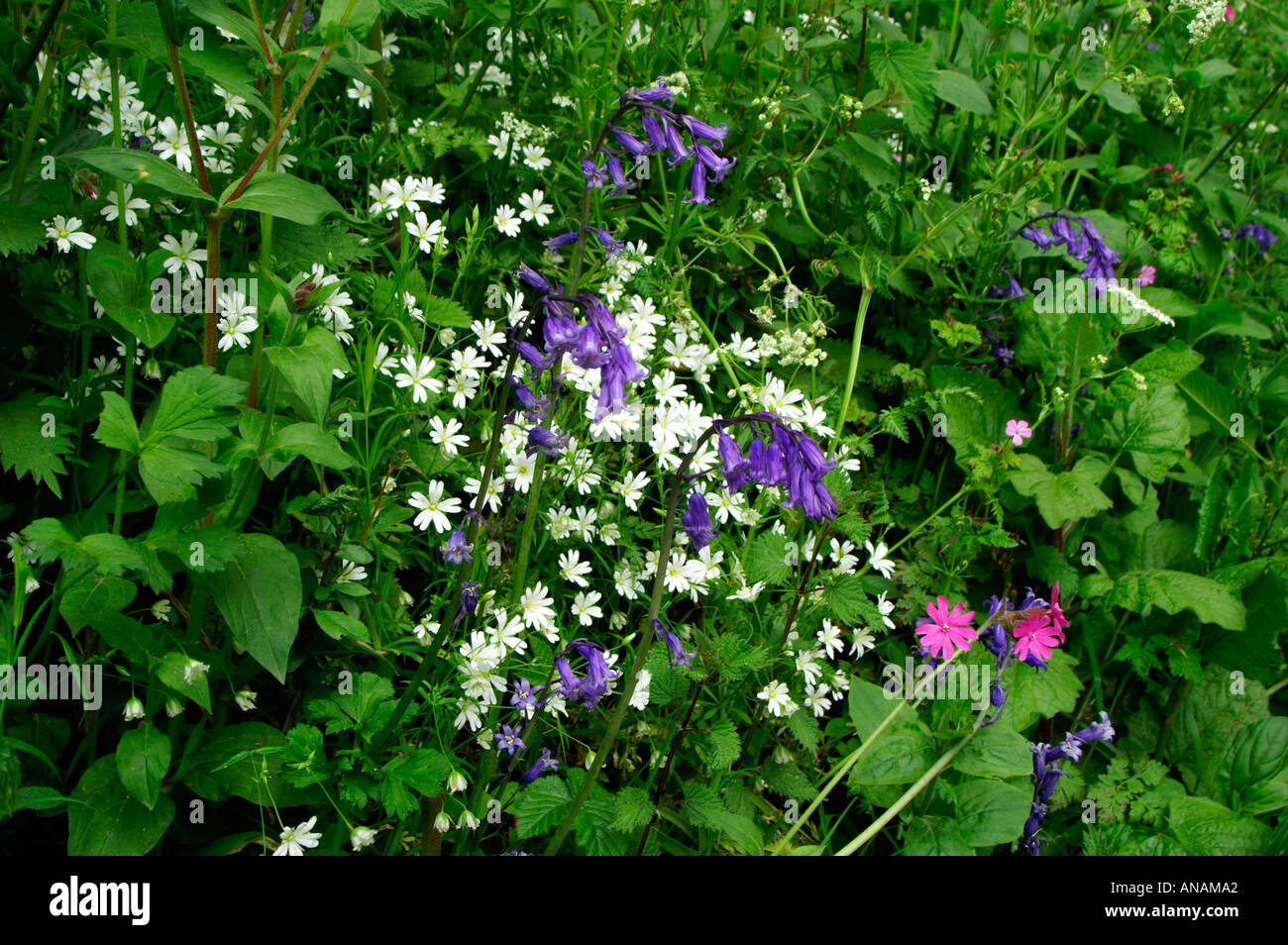 Hedgerow flowers in Cornwall May 2005 including bluebells red campion Stock Photo 5049505 Alamy