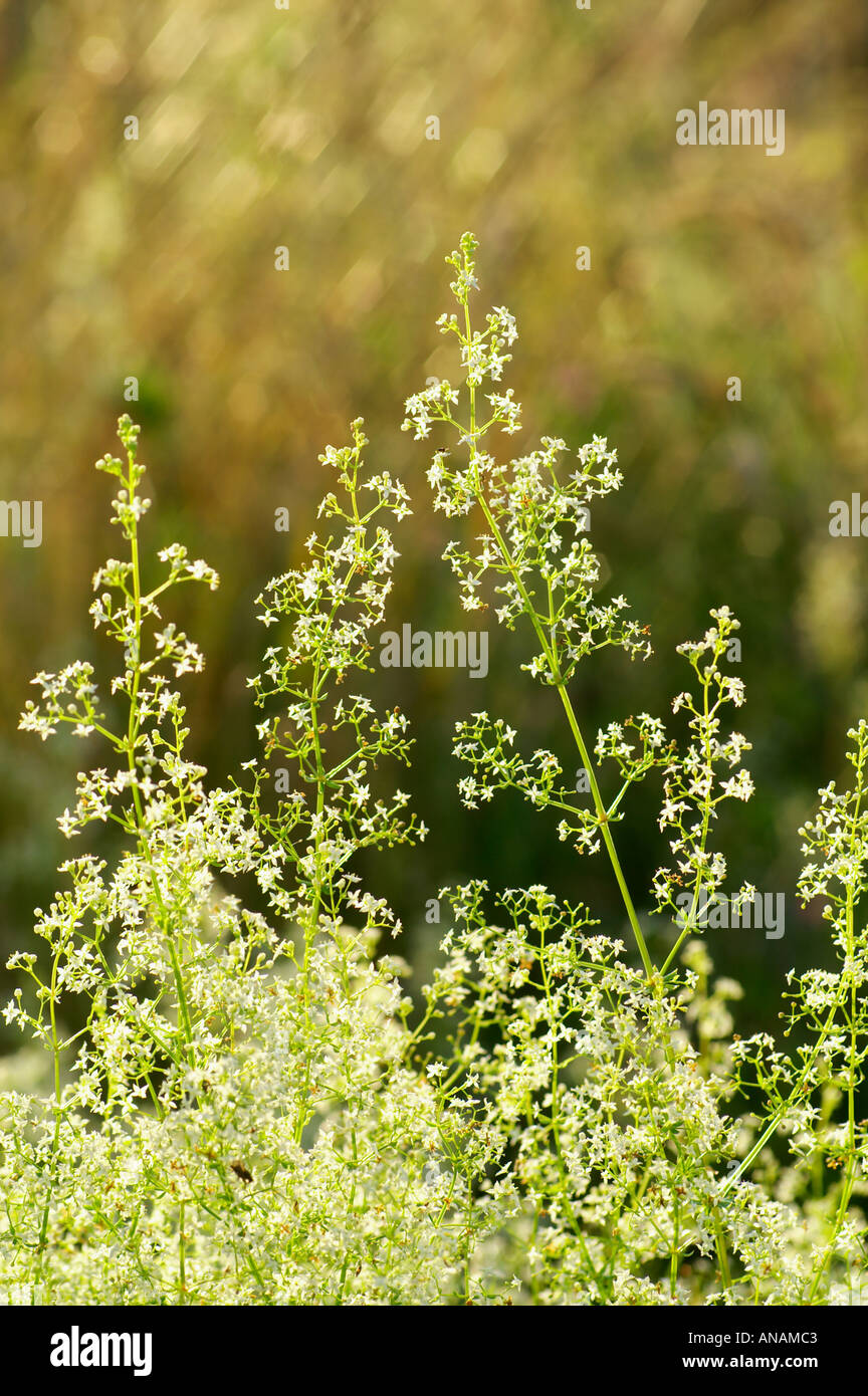 Hedge Bedstraw Galium mollugo 2005 Cornwall Stock Photo Alamy