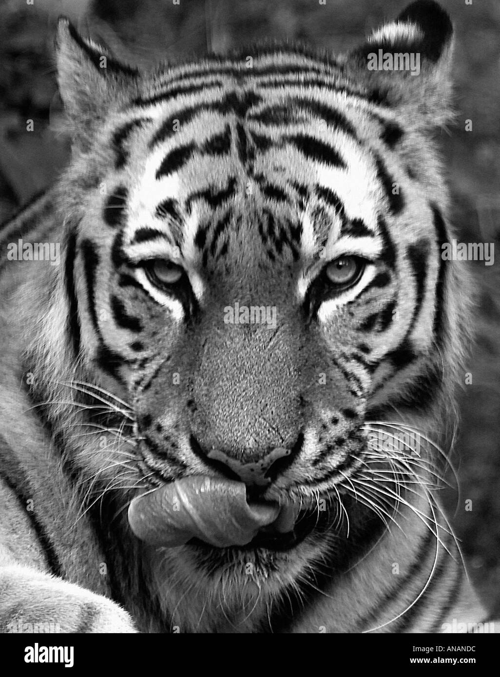 SIBERIAN or AMUR TIGER Panthera tigris altaica Stock Photo - Alamy
