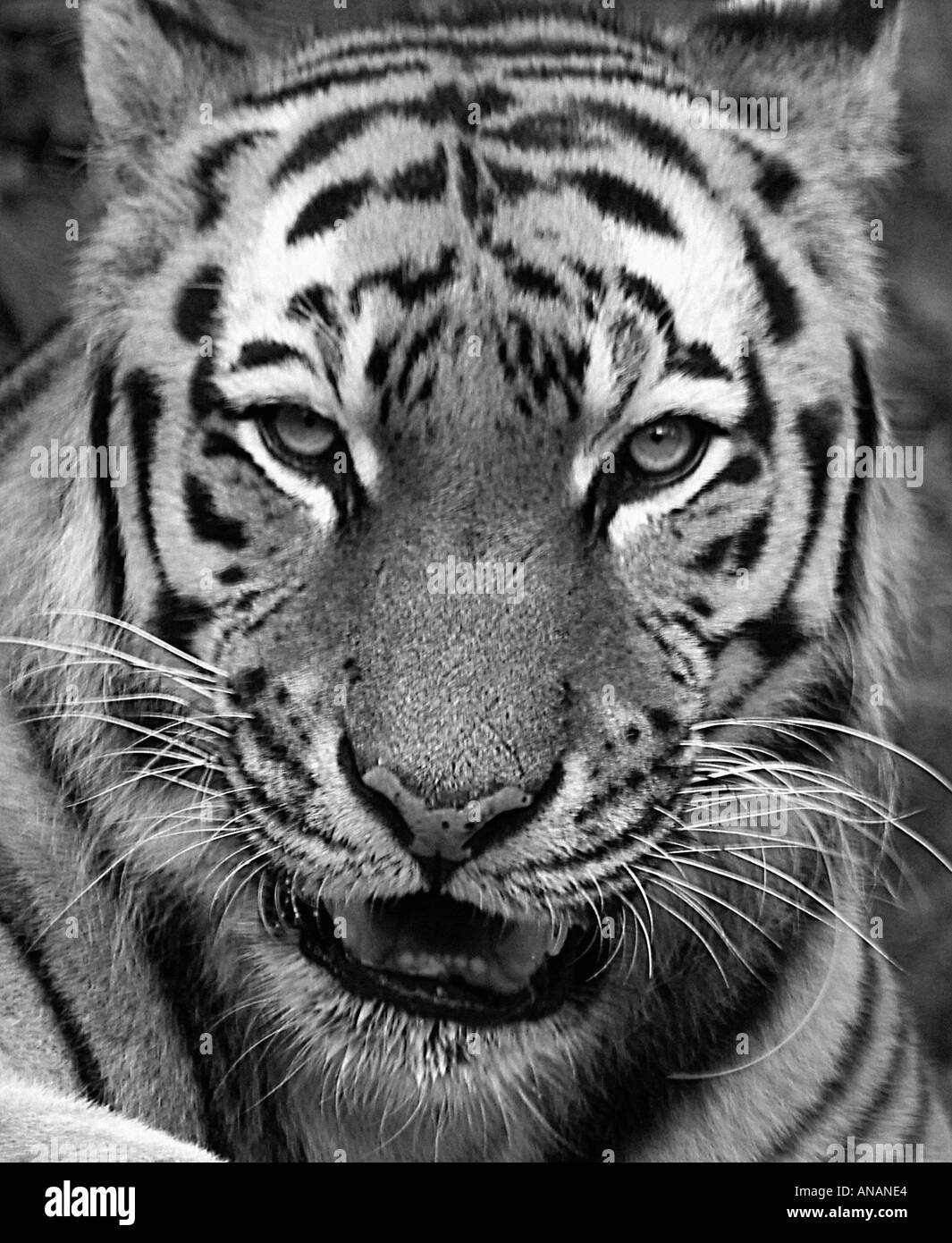 SIBERIAN or AMUR TIGER Panthera tigris altaica Russian Far East Stock