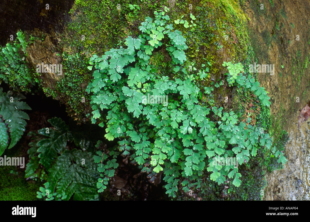 Damp Rocks A maidenhair fern grown on damp rocks in the forest Yushan National ...