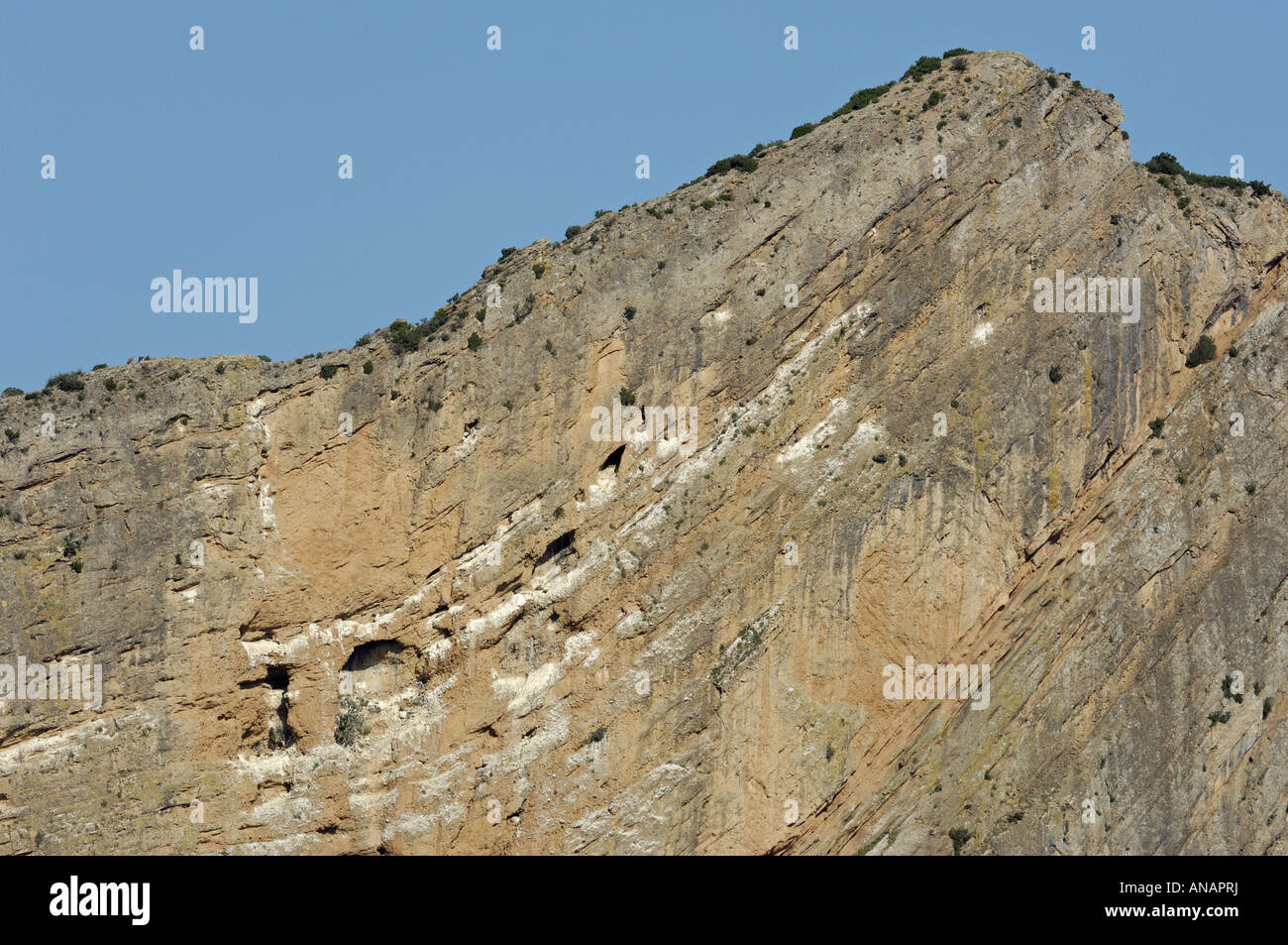 griffon vulture (Gyps fulvus), breading rocks at the village Agueero, Spain, Pyrenaeen, Agueero Stock Photo
