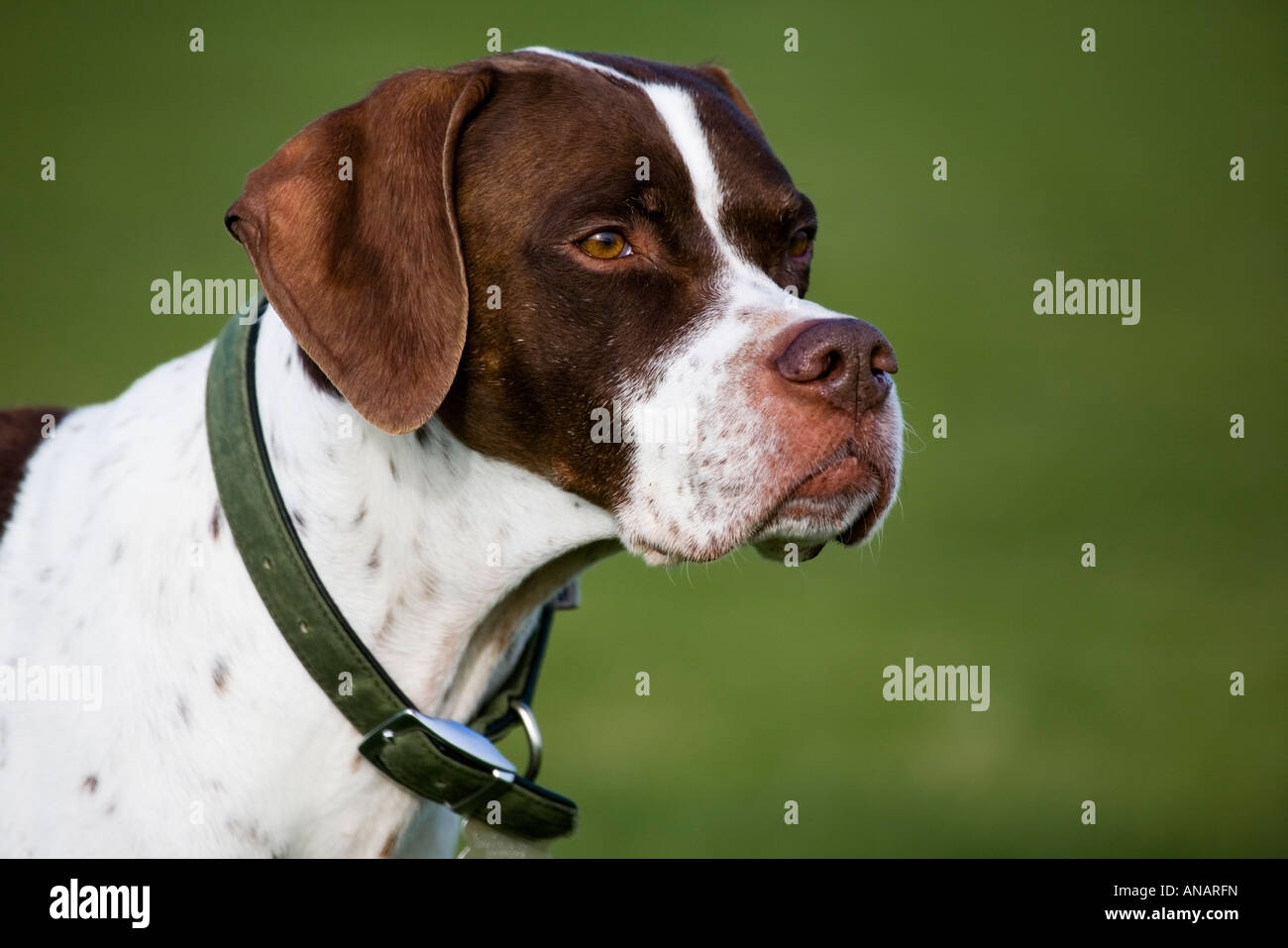 portrait of a pointer dog Stock Photo