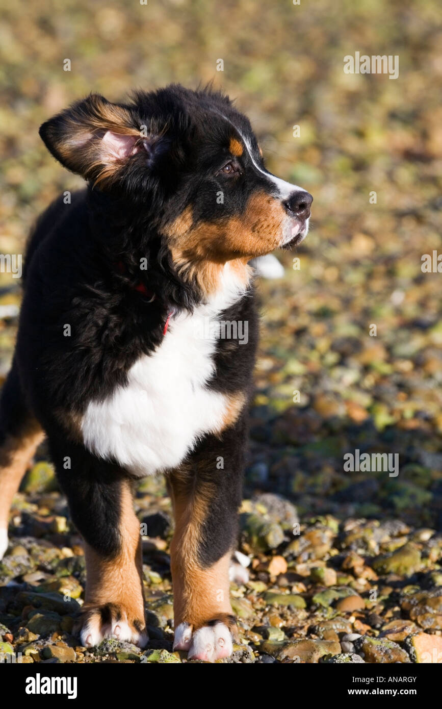 Bernese mountain dog puppy on the beach Stock Photo