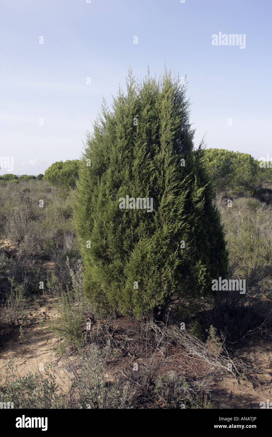 Phoenician juniper tree Juniperus phoenicea Southern Spain Stock Photo