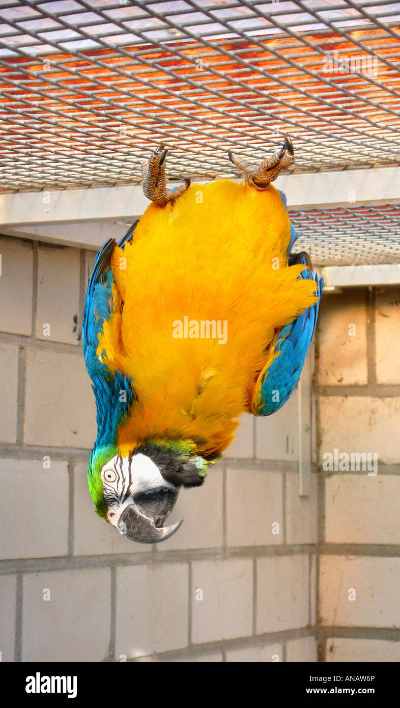blue and yellow macaw (Ara ararauna), blue and yellow macaw in cage Stock Photo