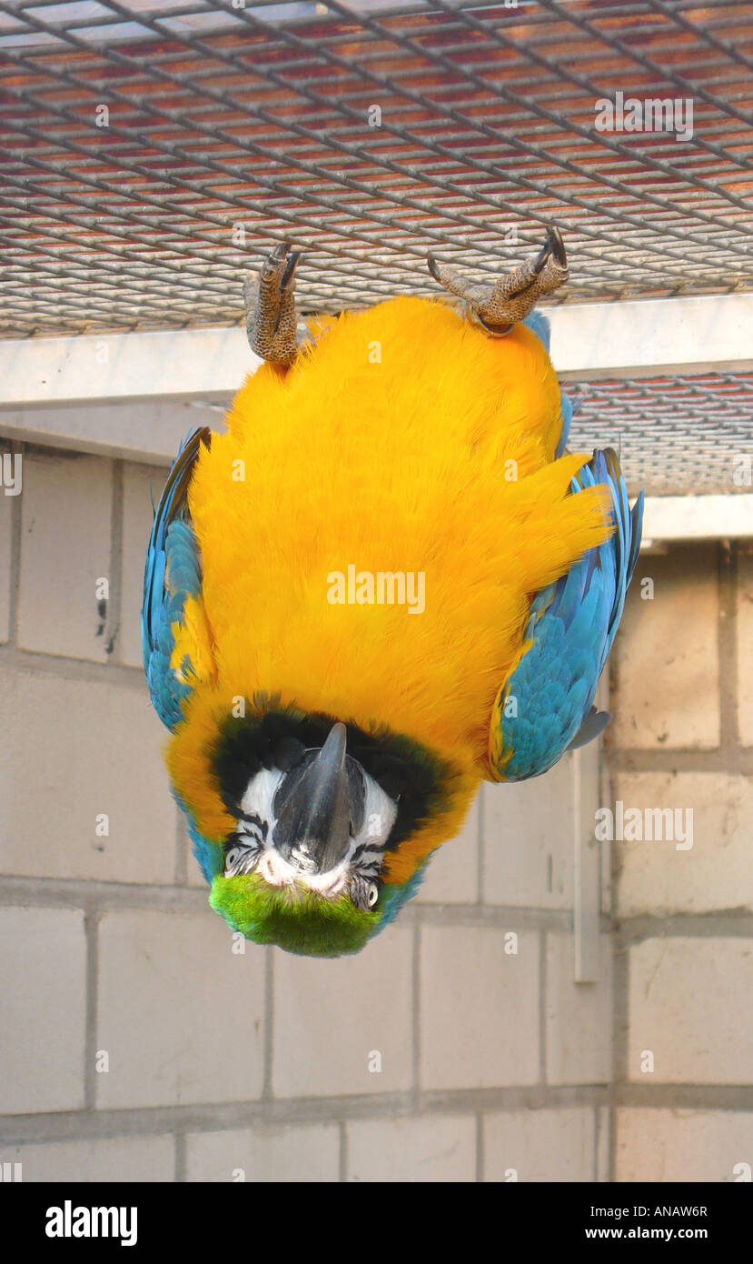 blue and yellow macaw (Ara ararauna), blue and yellow macaw in cage Stock Photo
