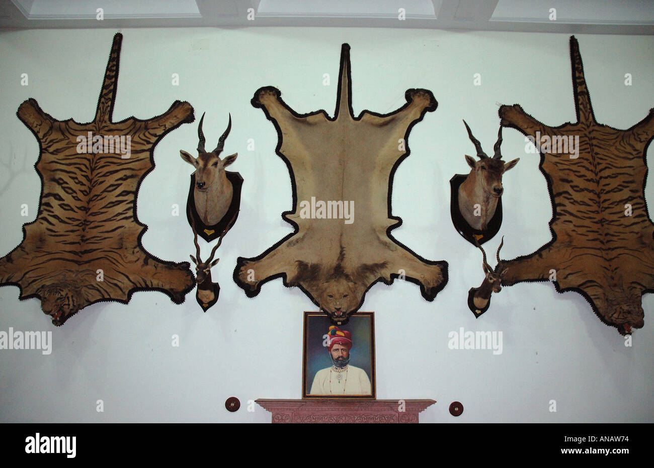 Animal skins on wall of Indian luxury hotel Stock Photo 5050739 Alamy