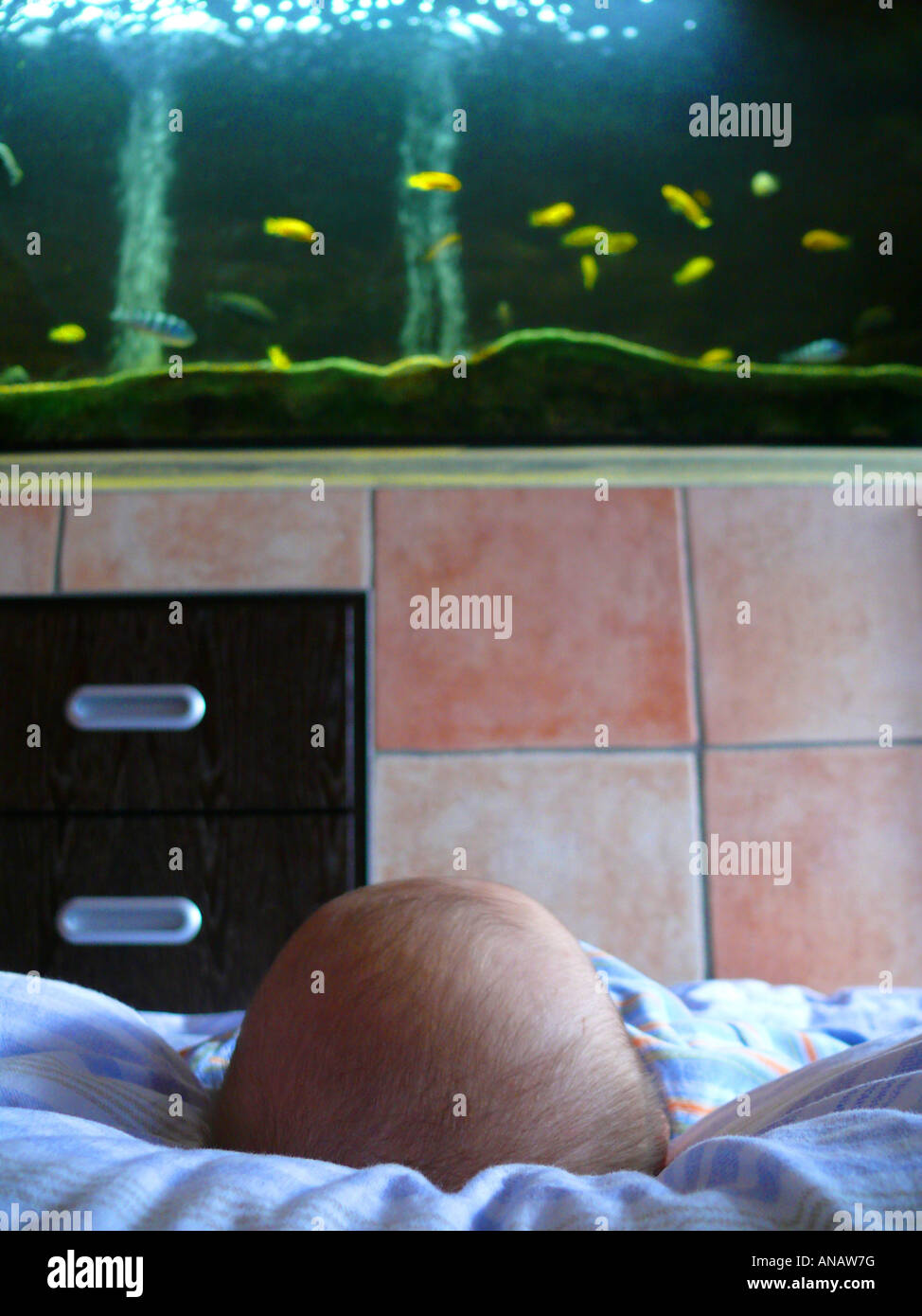 Babies love aquariums - May 2014 Babies, Forums