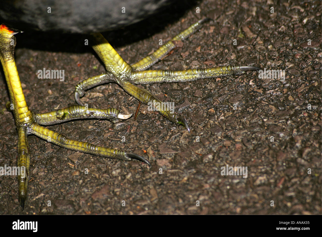 Close up of moorhen's (Gallinula chloropus) large feet Stock Photo