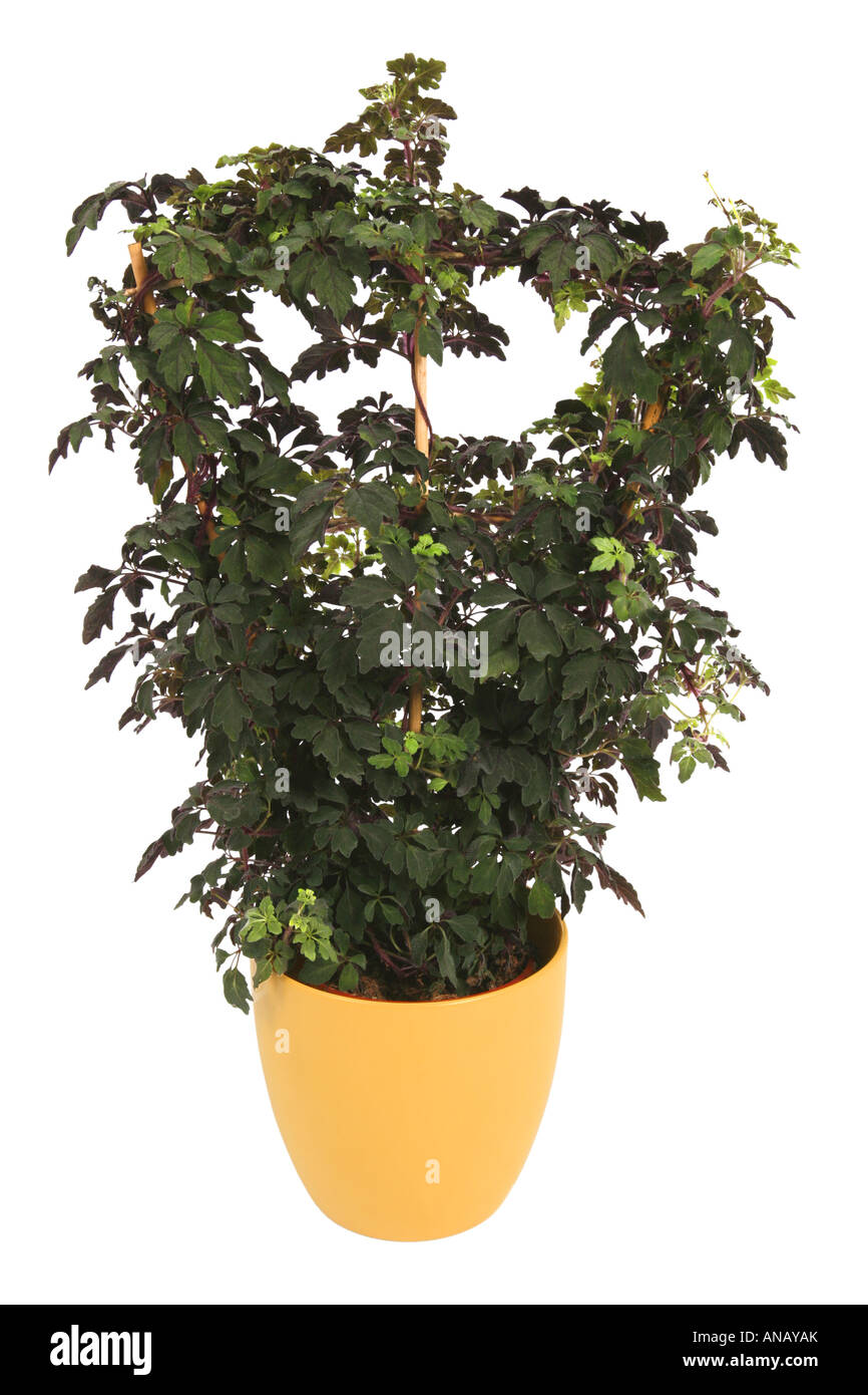 Mikania (Mikania ternata), potted plant Stock Photo
