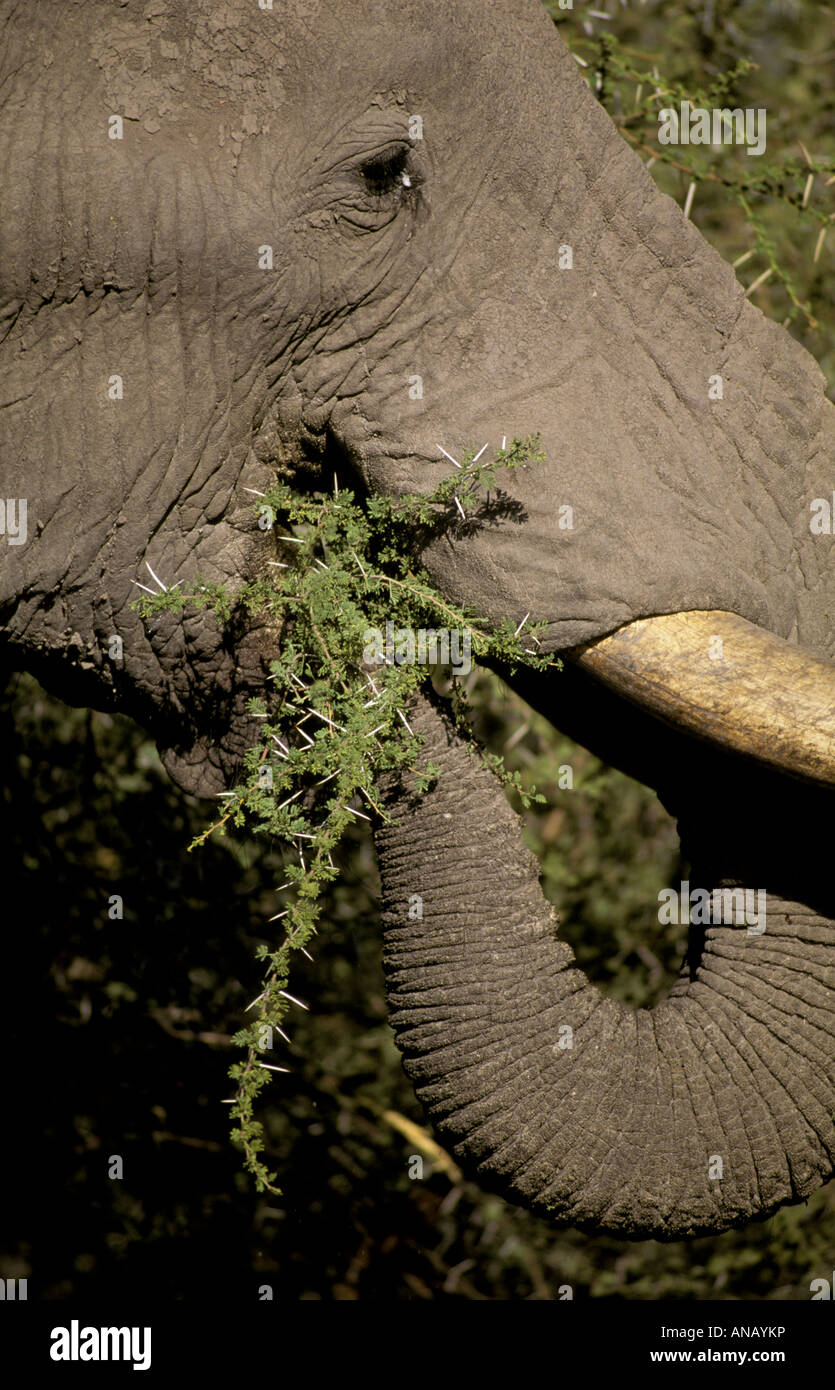 A close-up of an African elephant feeding on acacia thorns (Loxodonta africana) Stock Photo