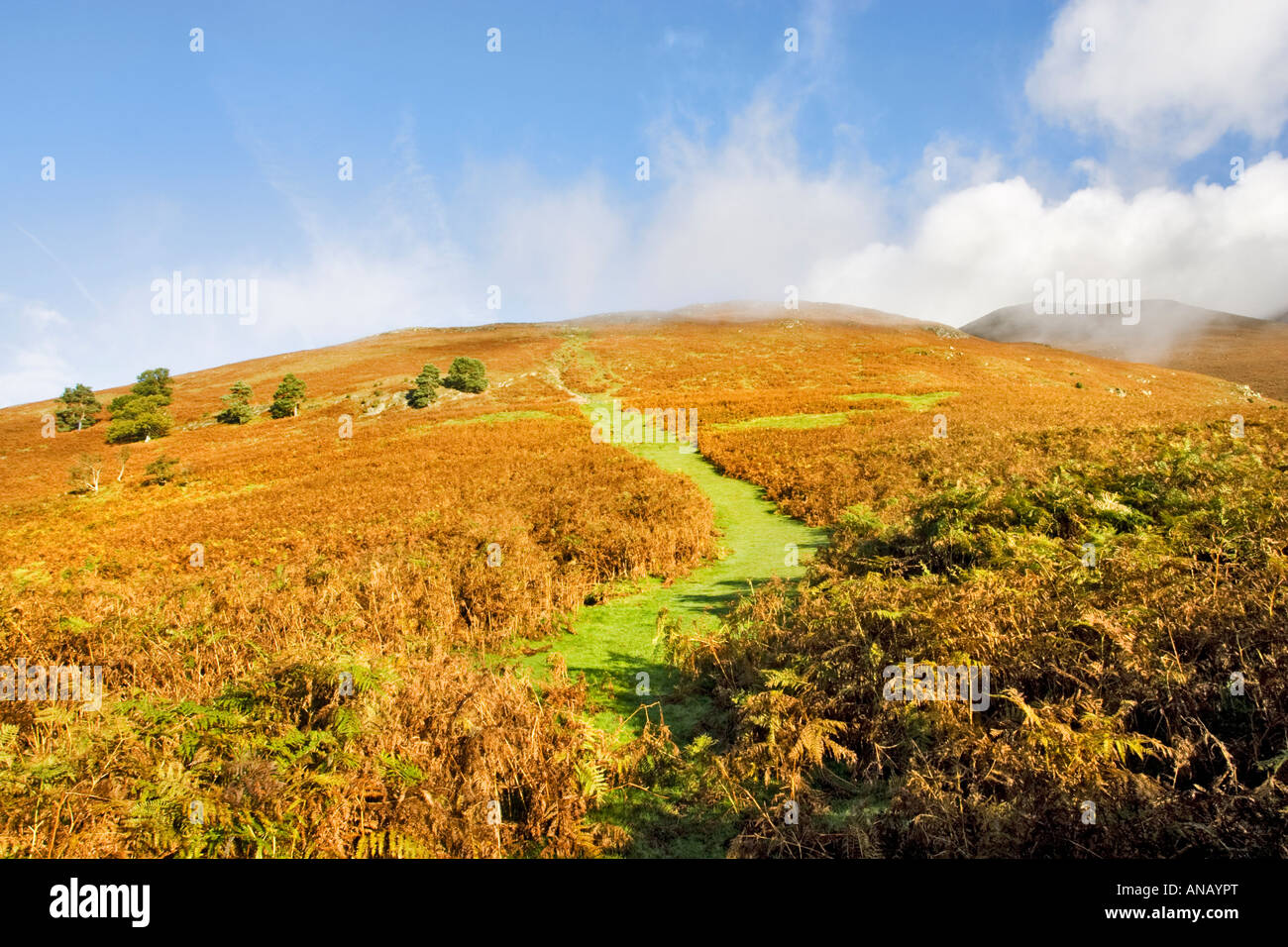 A path through the bracken on the slopes of Carl Side, Skiddaw in the