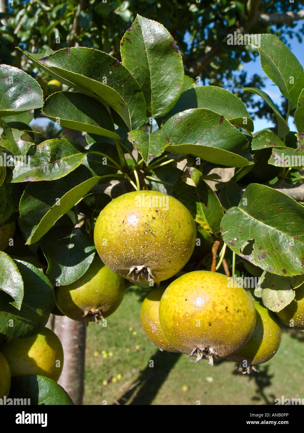 Fruit of rare perry cider pear pyrus communis variety 'Hartpury Green' growing in the churchyard at Hartpury Gloucestershire UK Stock Photo